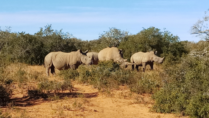 Approximately 67 rhinos are estimated to be killed from the amount of seizures made by the HKSAR government in trafficked wildlife between 2012 and 2019. (photo credit: Amanda Whitfort)
